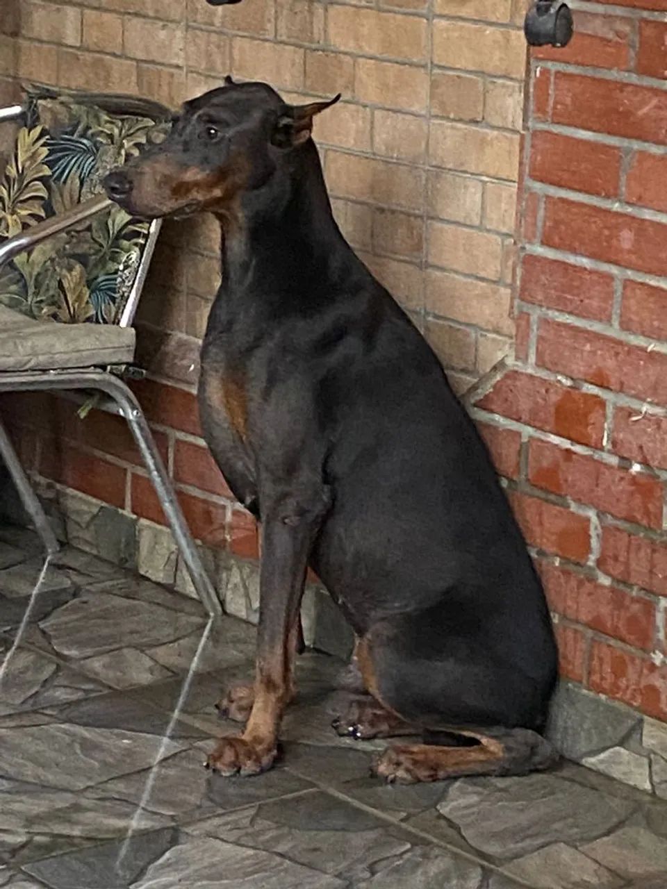 Doberman  - Foto 2