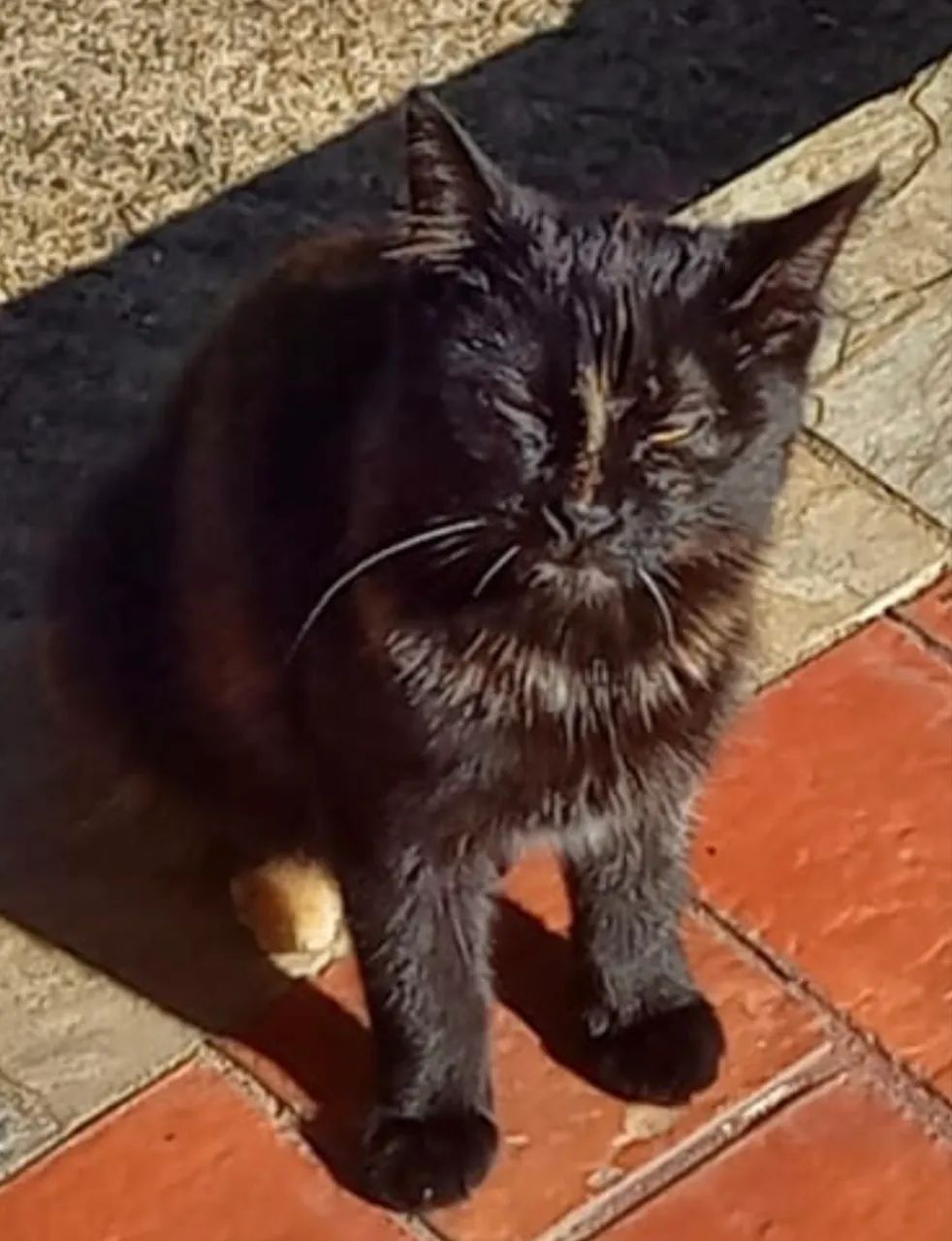 Filhote gatinha ADOÇÃO RESPONSÁVEL  - Foto 2
