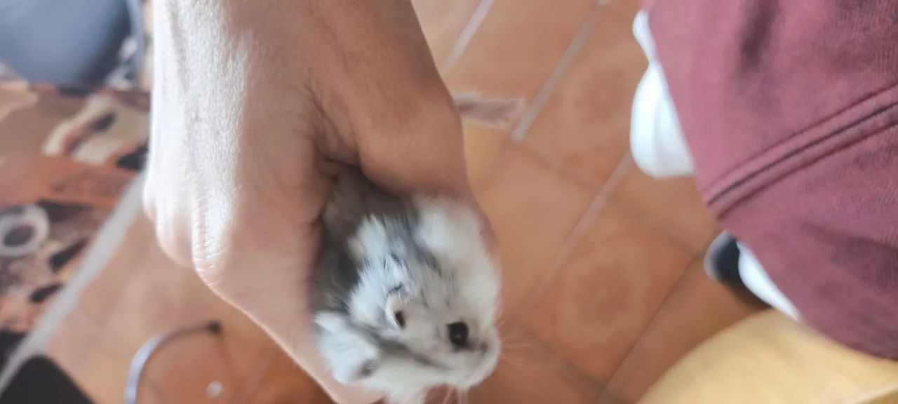Hamster ? anão  - Foto 2
