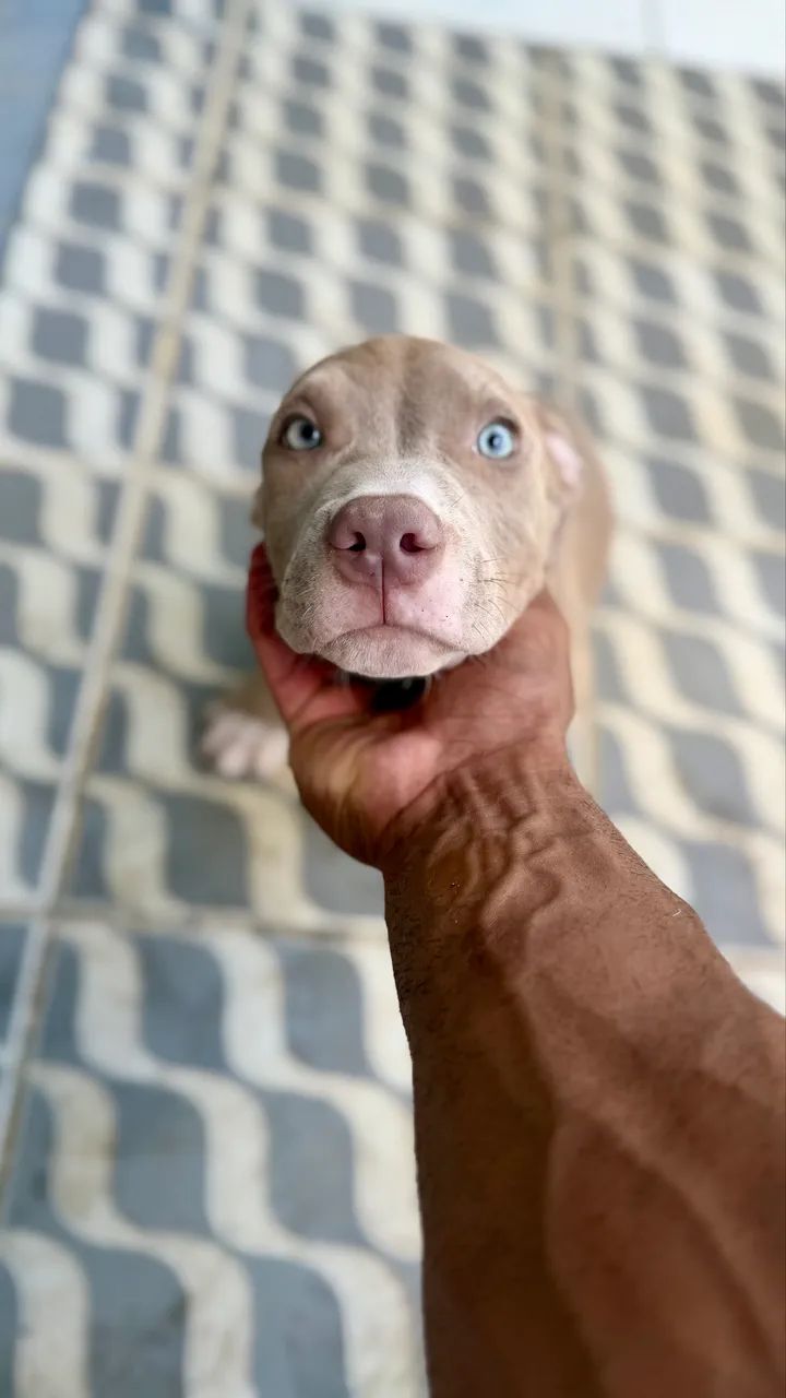 Pitbull  - Foto 2