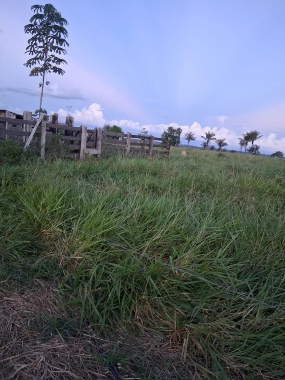Vende se um Sitio - Foto 3