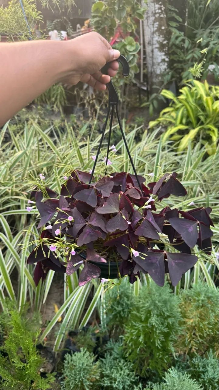 Plantas