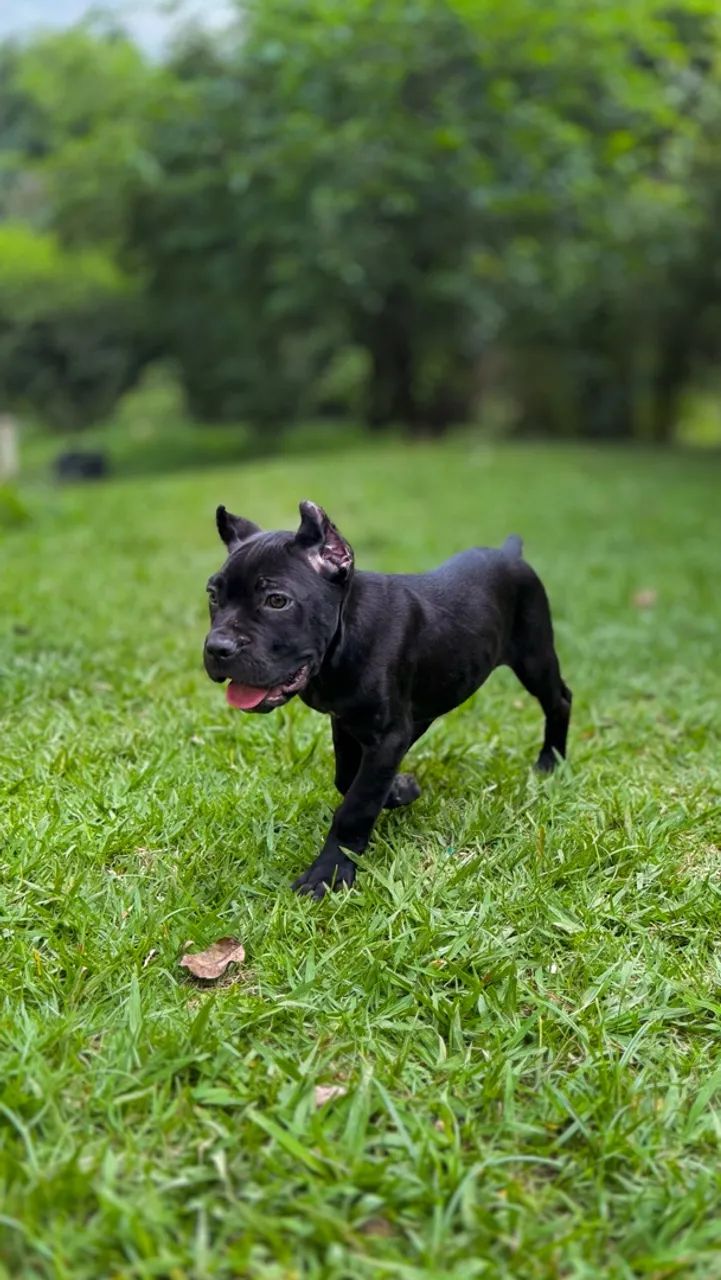 Cane corso macho FULLBLACK  - Foto 3