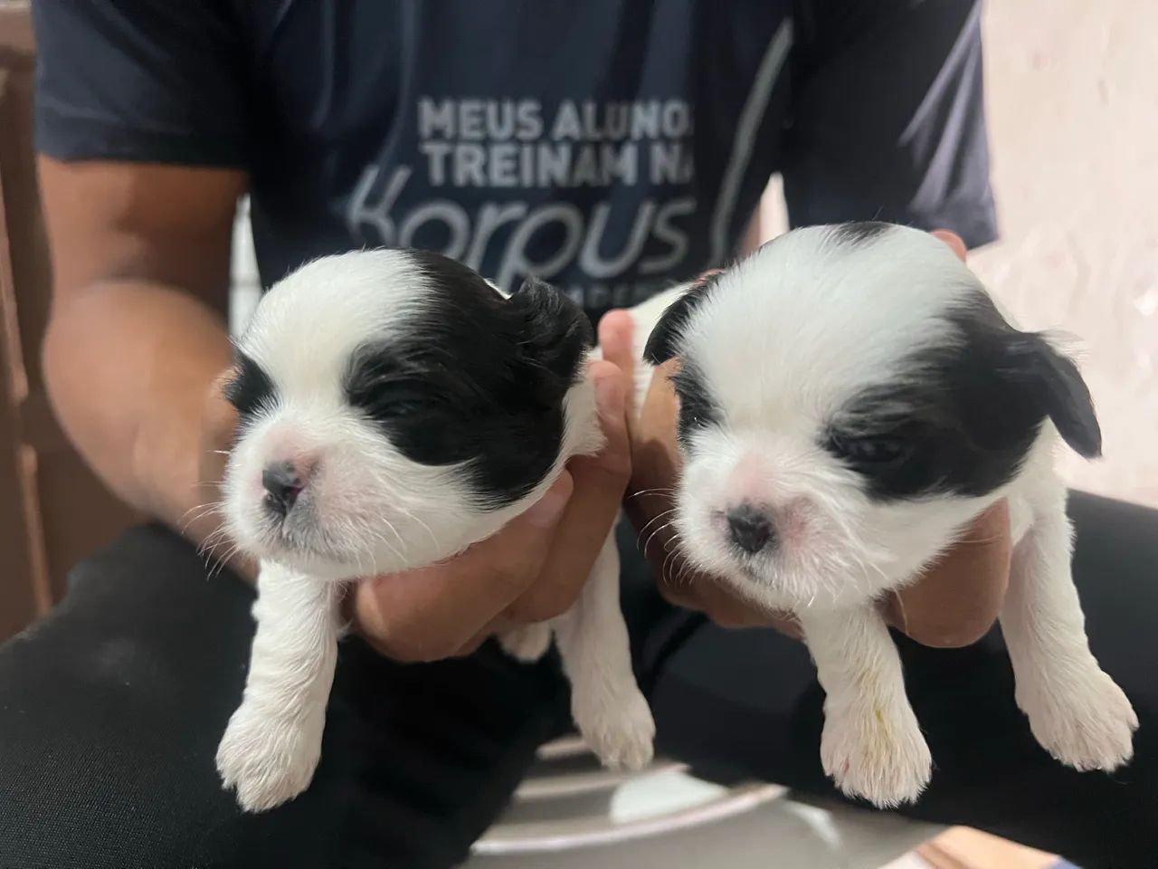 Shih tzu - Foto 2