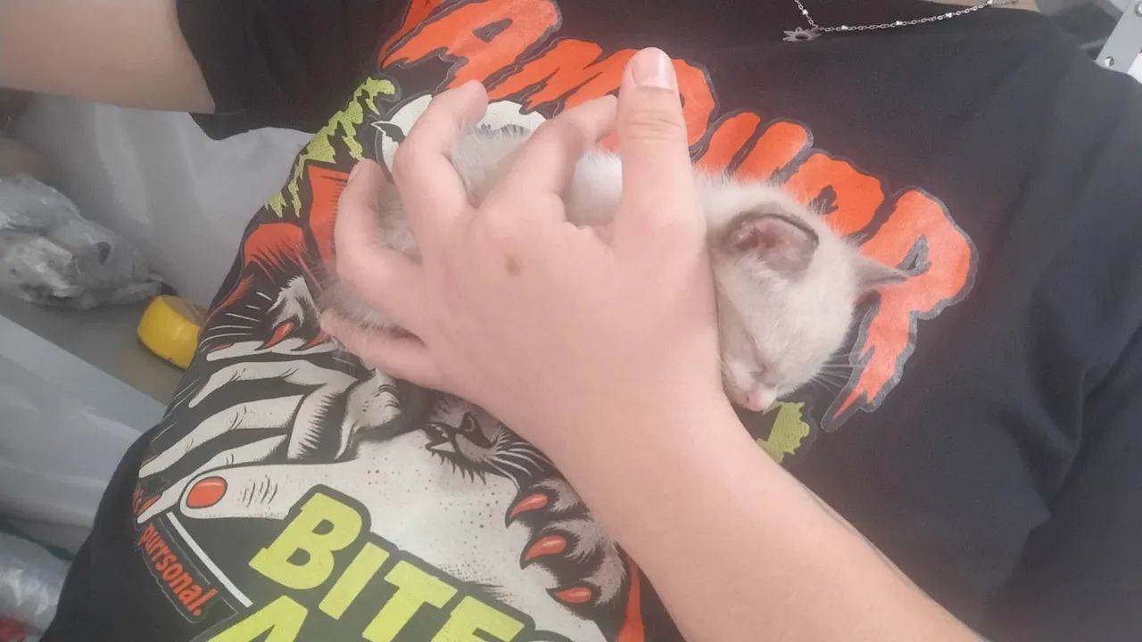 Gatinho lindo (Macho) - Foto 4