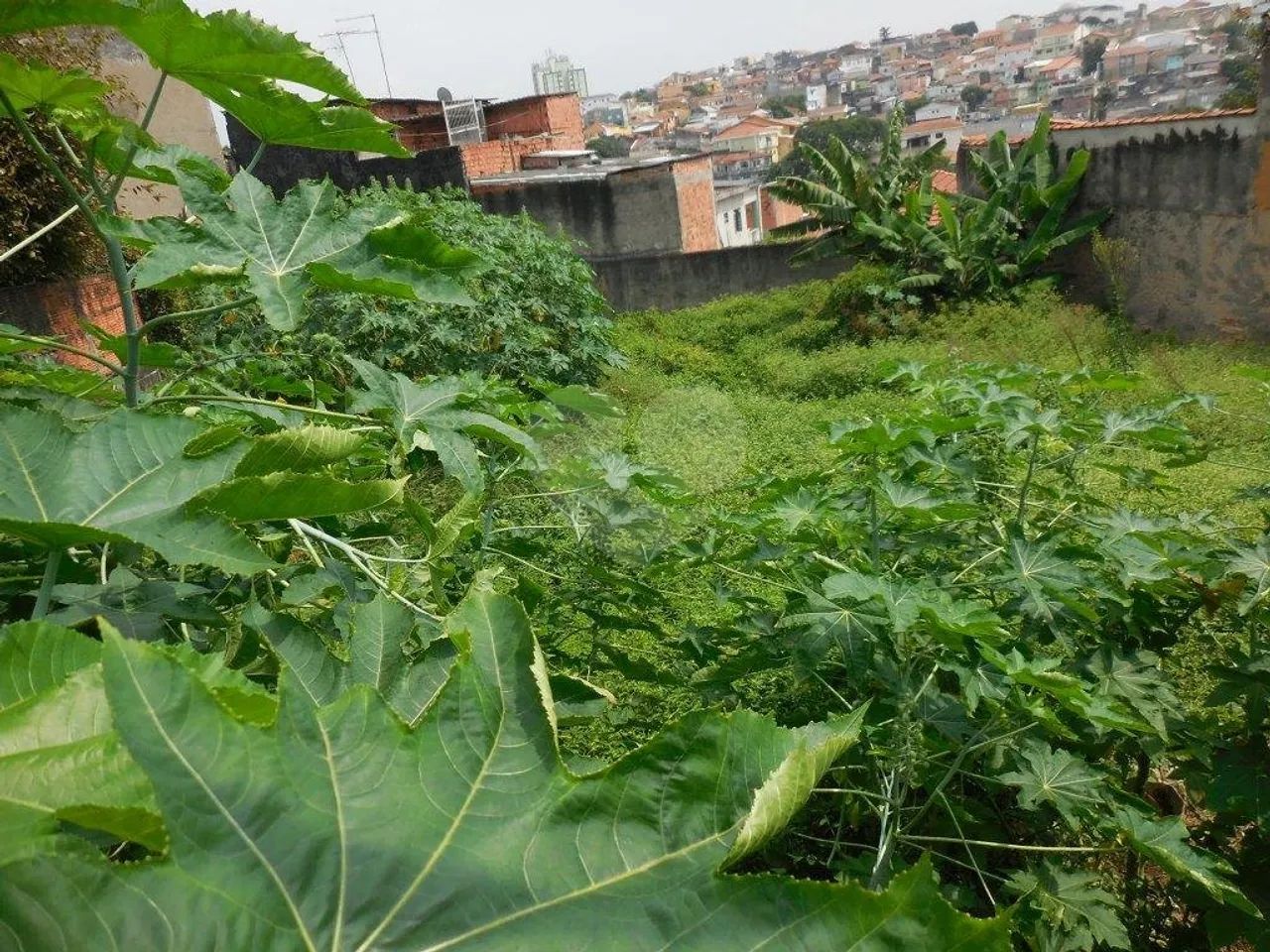 Terreno à venda em Vila maria alta - SP - Foto 4