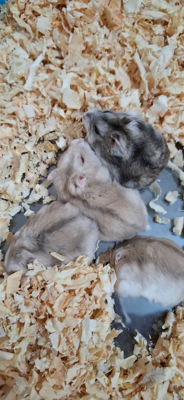 Hamster anão russo65579489318914125