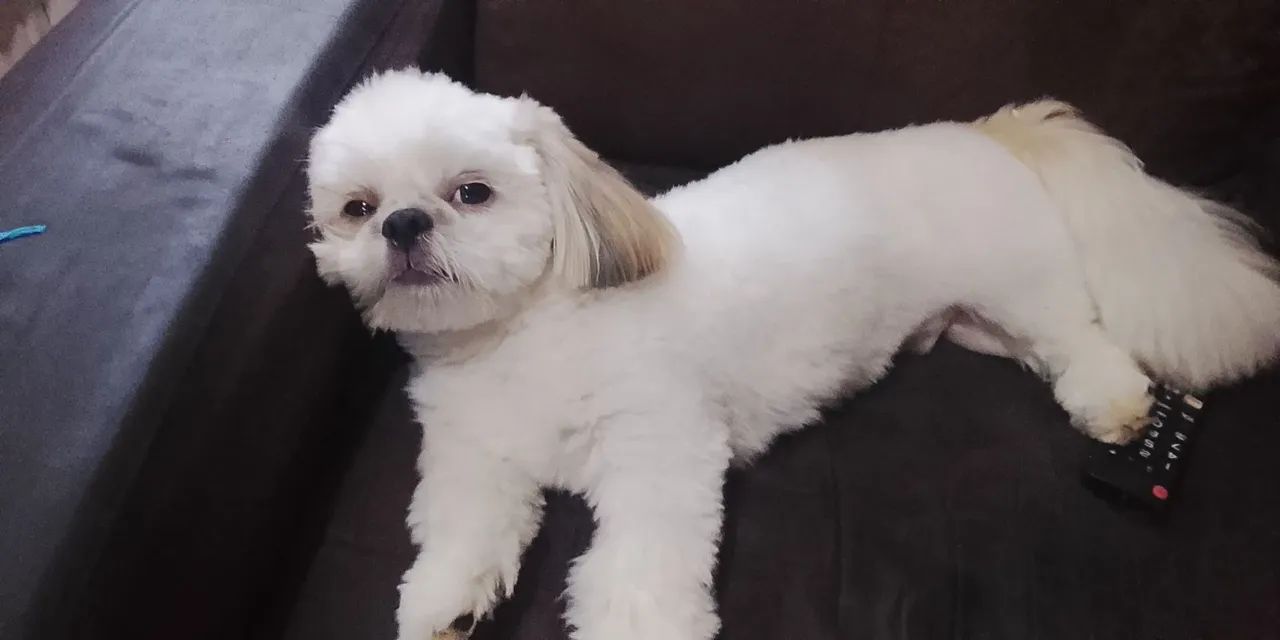Shitzu mini - Foto 3