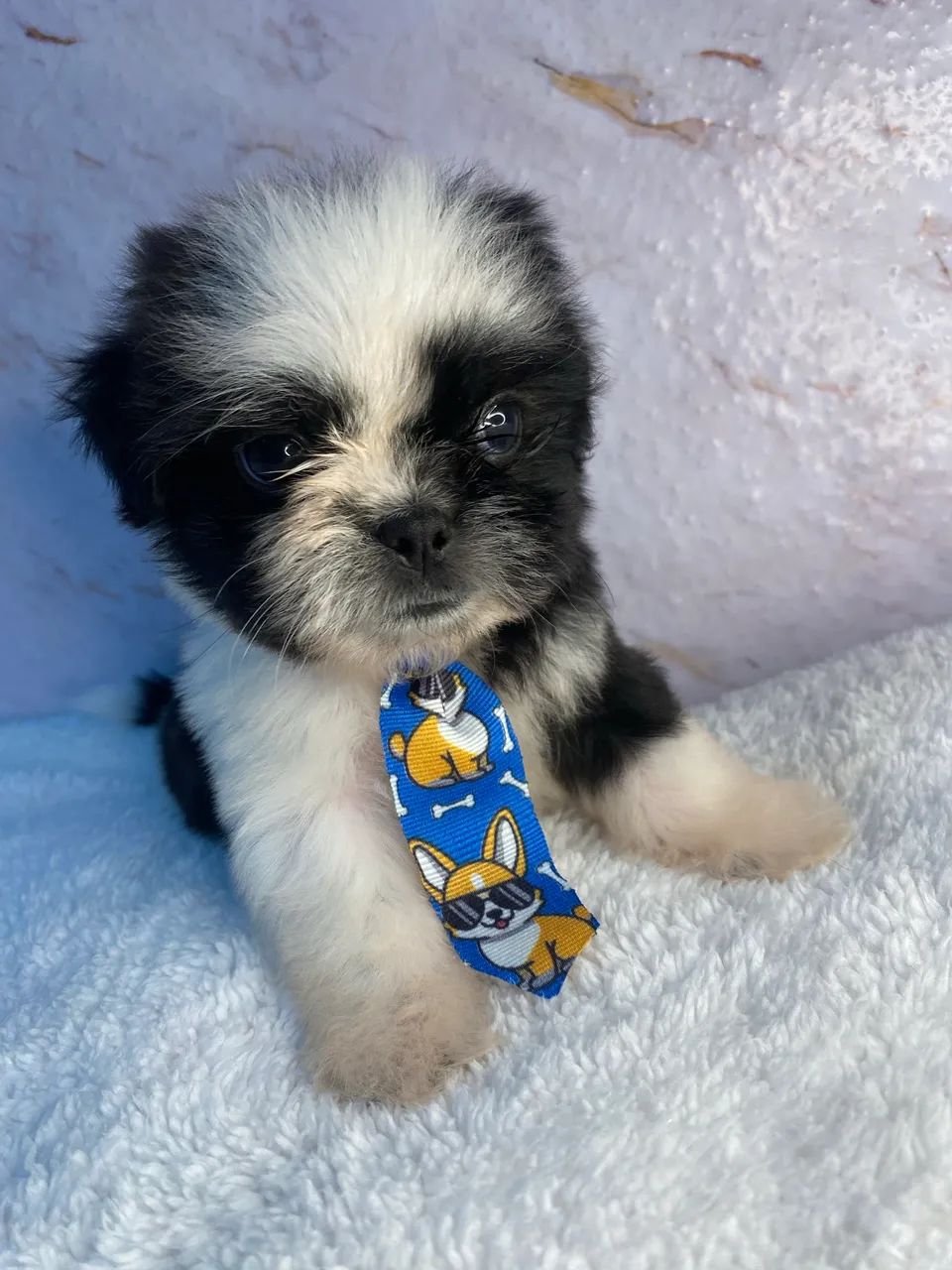 Cachorro  - Foto 2