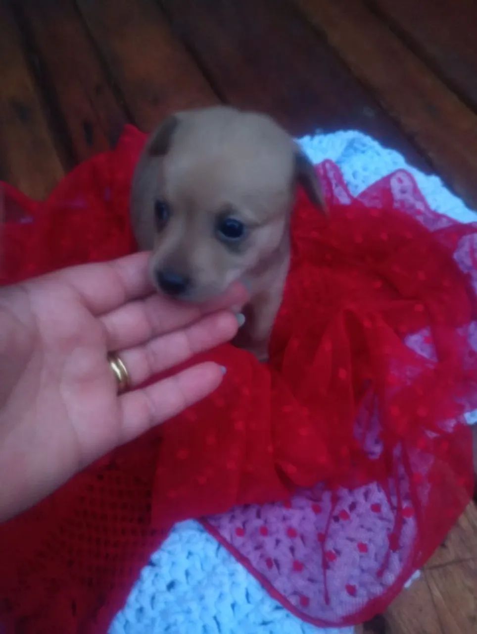 Pinscher 1  - Foto 4