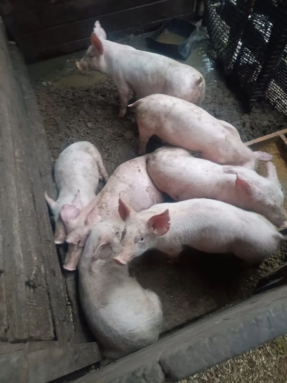 Porcos leitões  - Foto 2