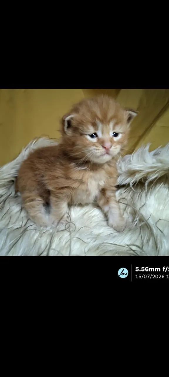 Maine Coon Gato Gigante Filhotes  - Foto 3