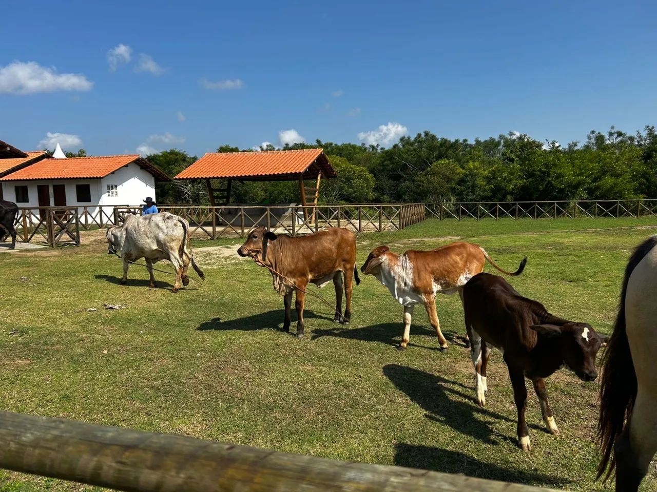Fazenda real 2 - repasse  - Foto 4