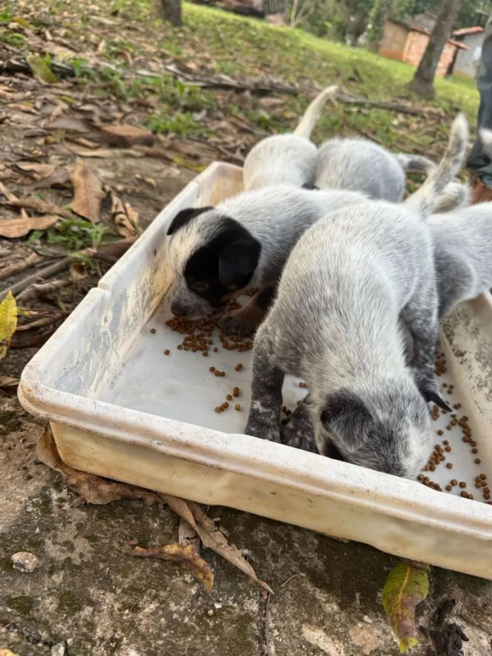 Boiadeiro Australiano, Blue/Red Heeler  - Foto 3