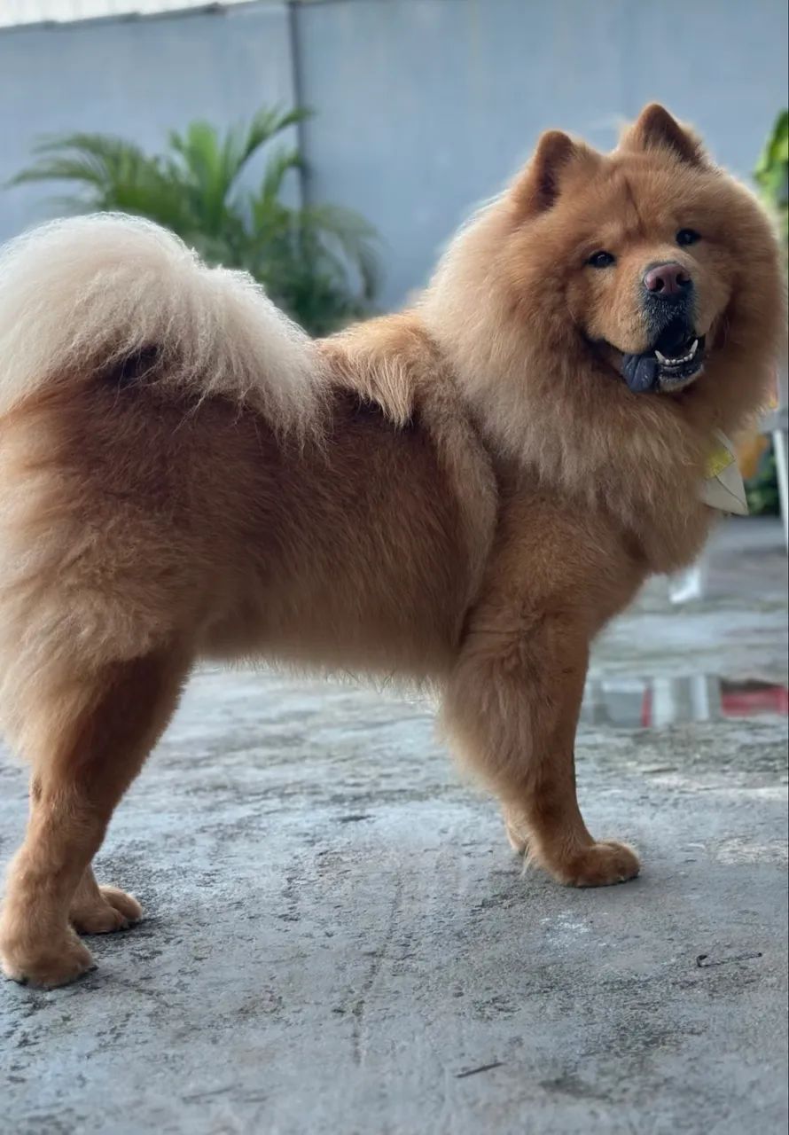 Chow Chow macho vermelho  - Foto 3