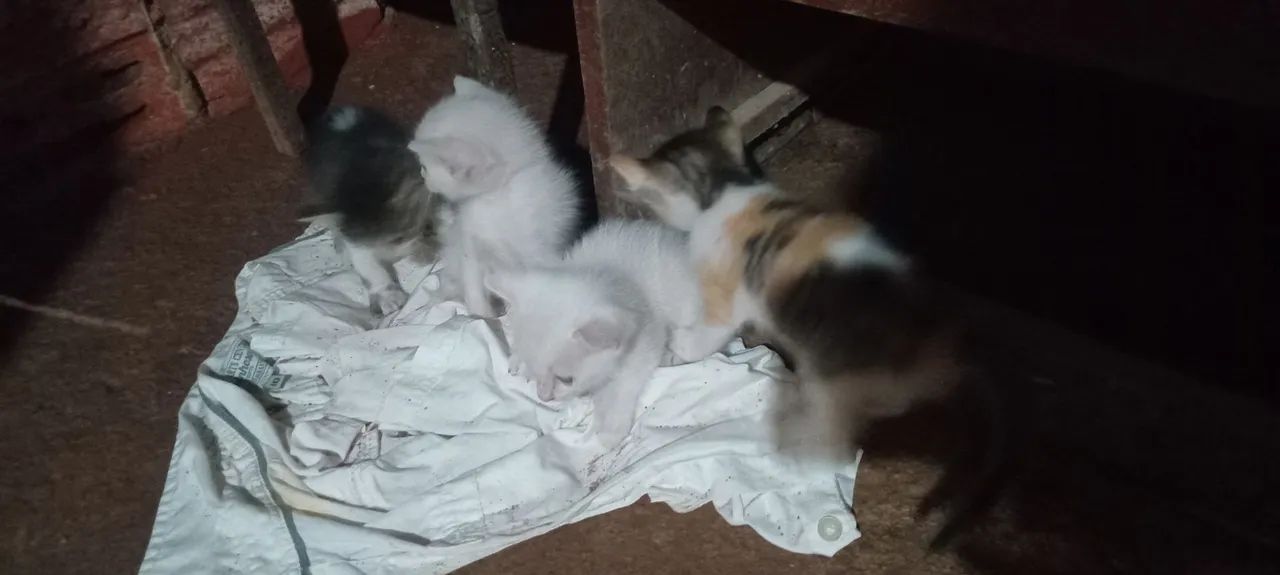 Filhotes De Gatos - Foto 3