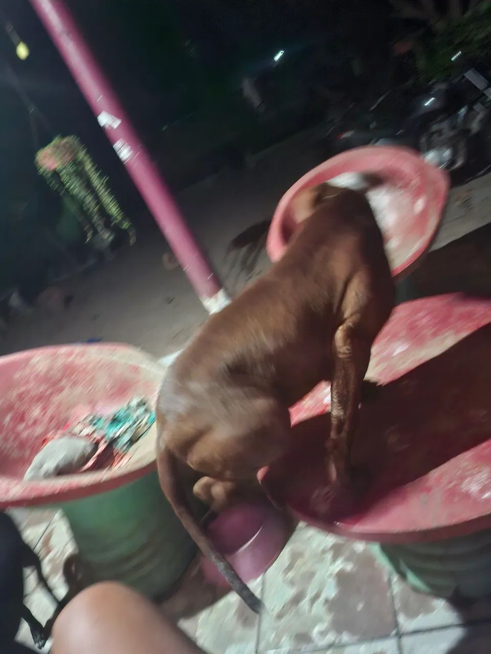 Cachorro pitbull - Foto 5
