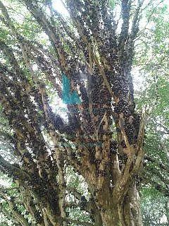 SÍTIO COM RIO E CLIMA DE MONTANHA VENDA EM SILVEIRAS - Foto 2