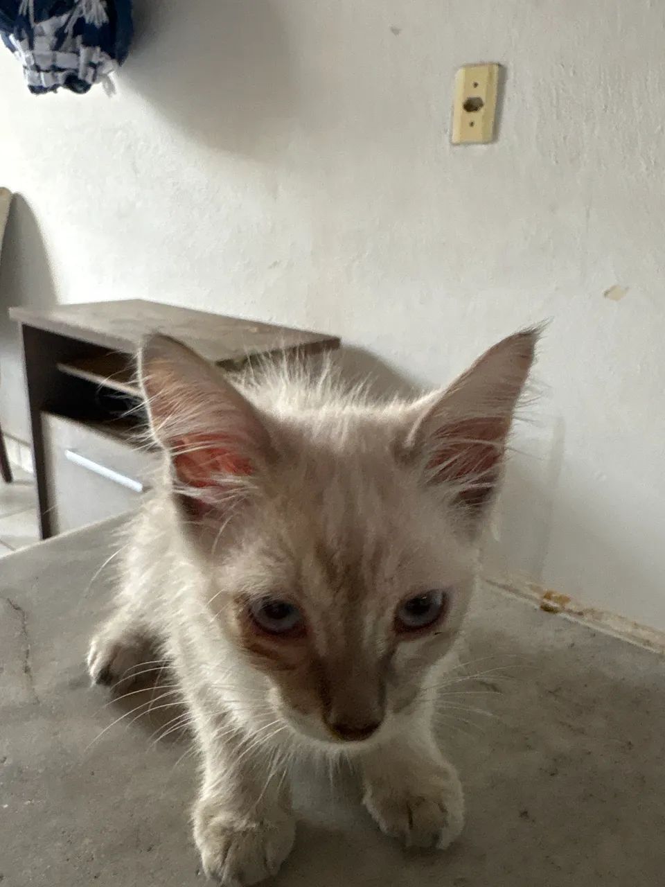 4 Gatas Fêmeas para adoção  - Foto 4