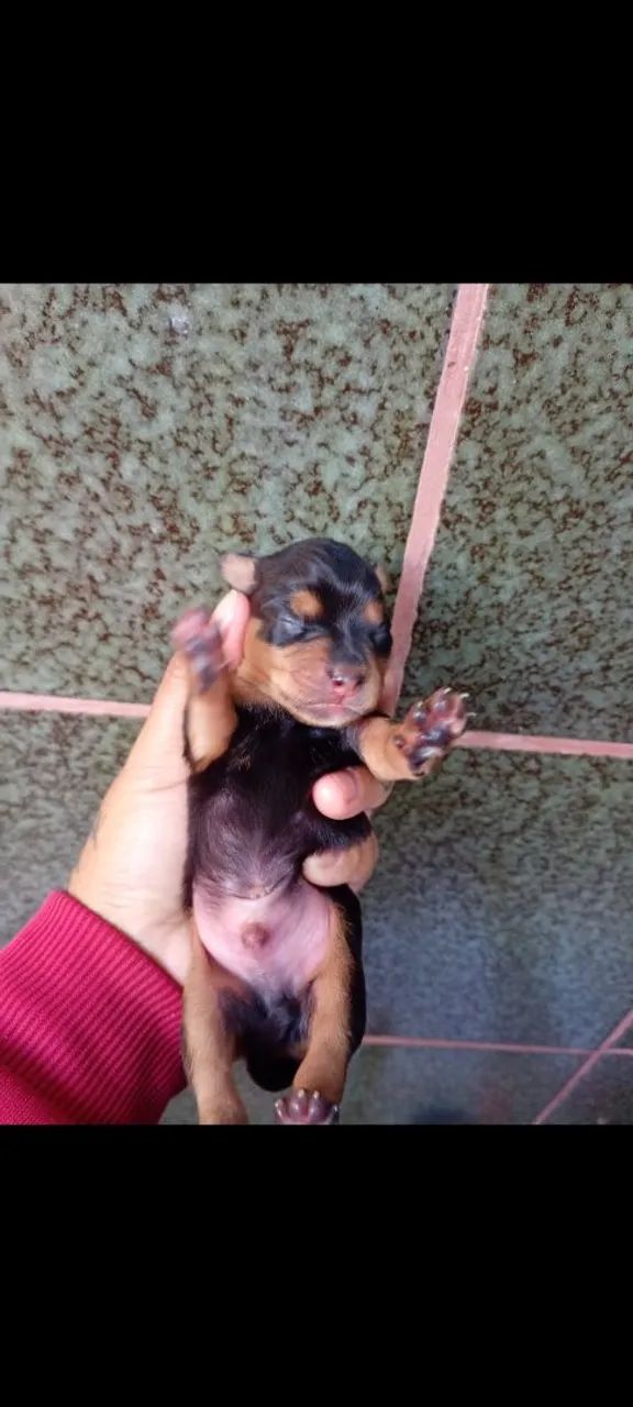Pinscher  - Foto 2