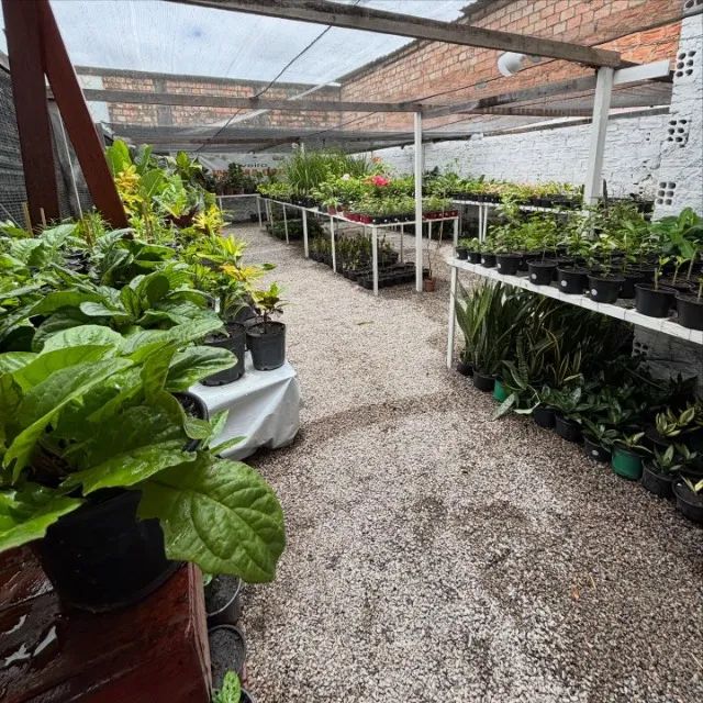 Planta Pata de Elefante - Viveiro CRB - Foto 3