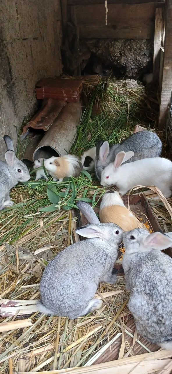 Coelhos e porquinhos  da india