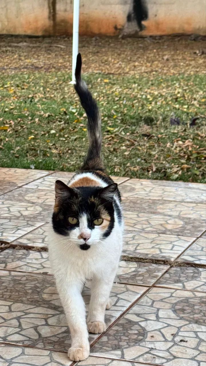 Gato  - Foto 4