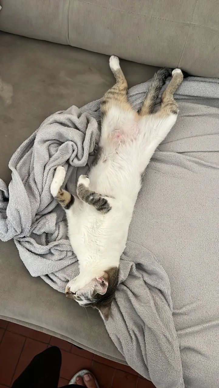 Gato - Foto 5