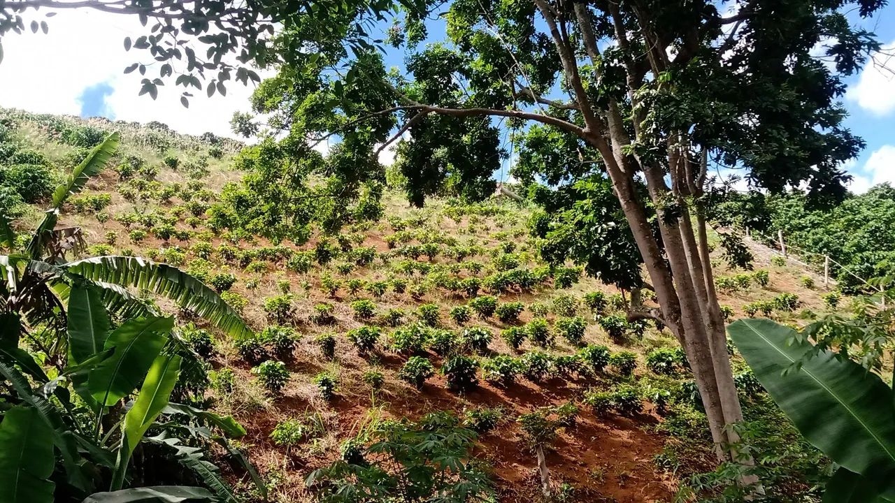 Vende-se lote de terra  - Foto 2