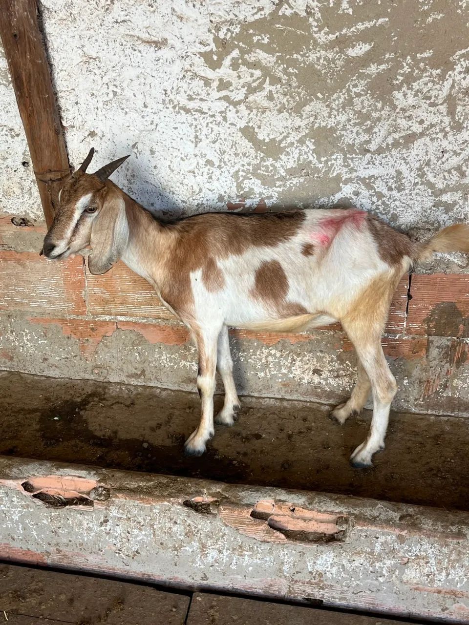 Cabras - Foto 3