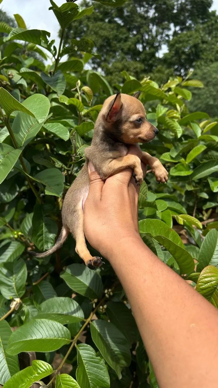 Pinscher  - Foto 2