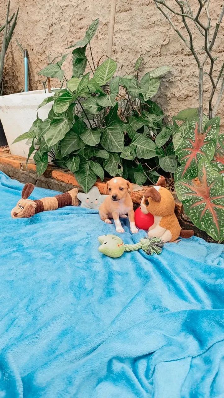 Pinscher n° 0. - Foto 4