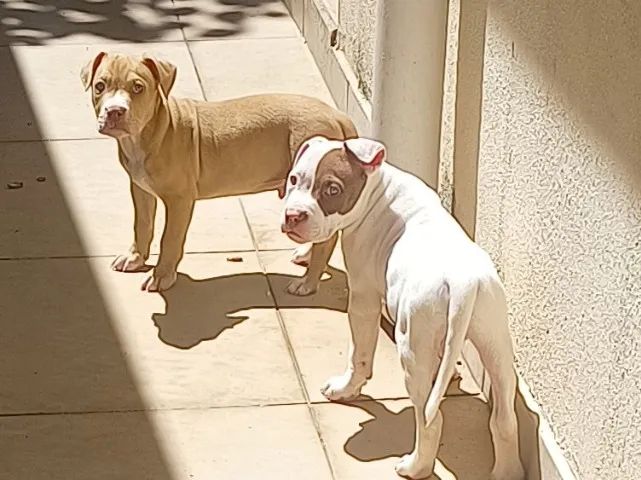 Pitbull Monster Classic  - Foto 3