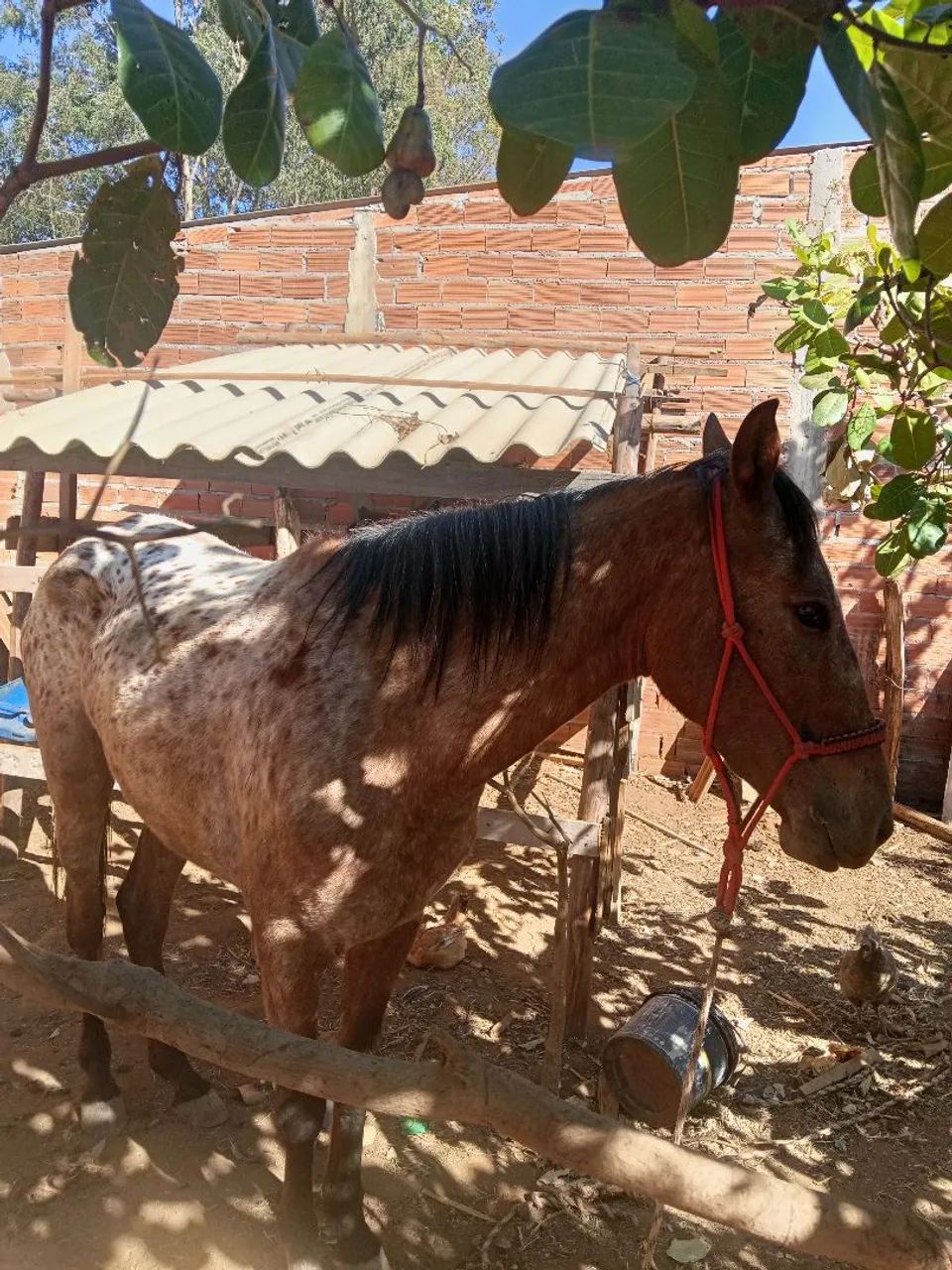 Vende se uma égua  - Foto 2