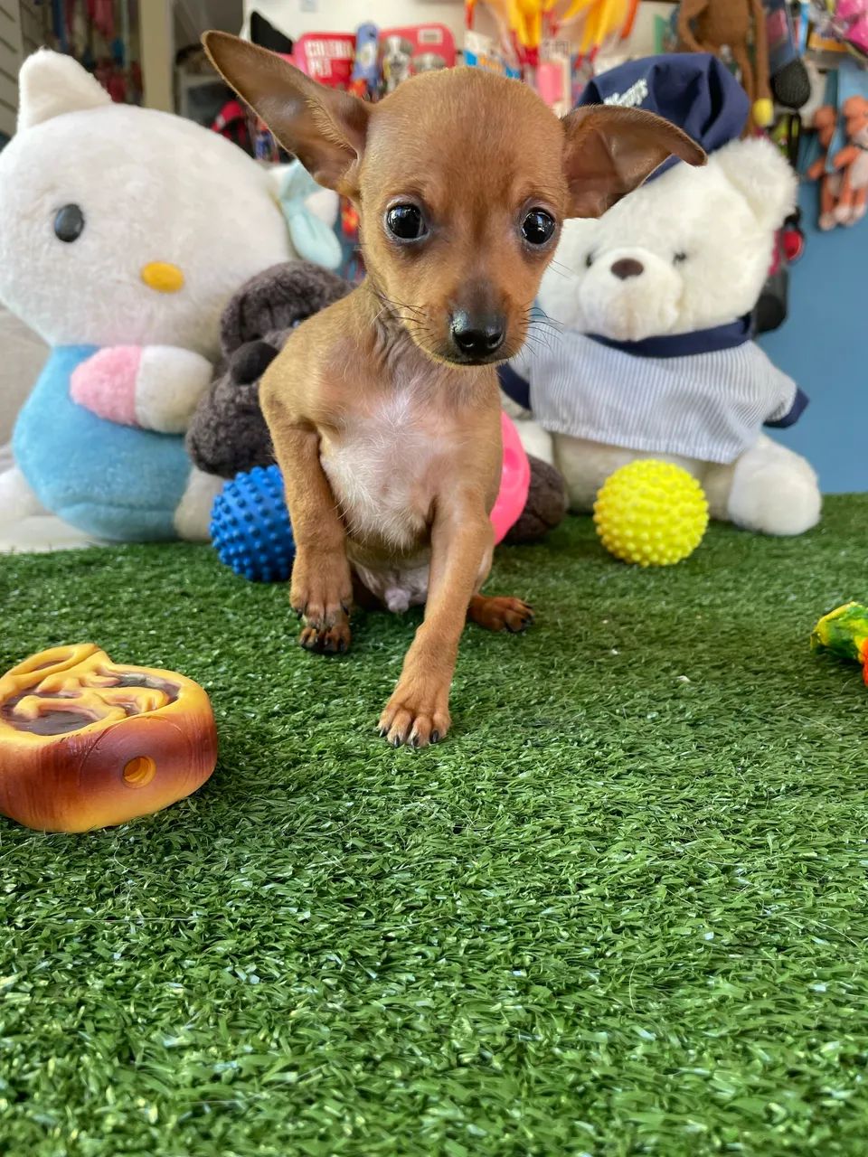 Pinscher macho miniatura $1.500,00 - Foto 3