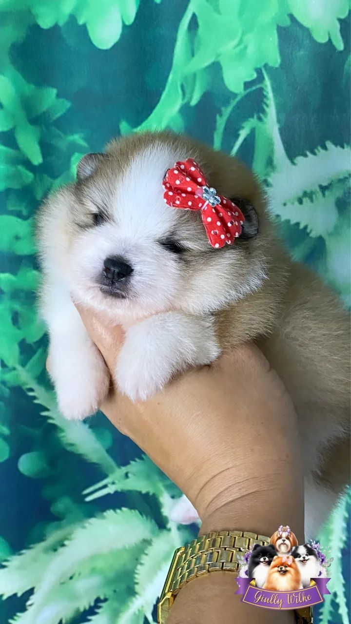 Spitz Alemão | Com Pedigree  - Foto 2