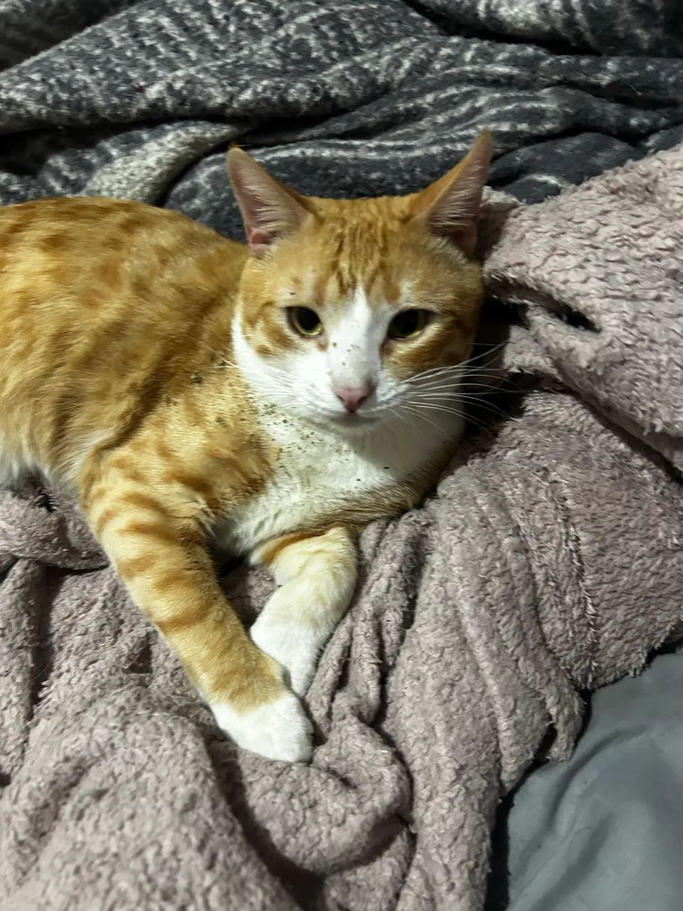 GATO LARANJA - Foto 2