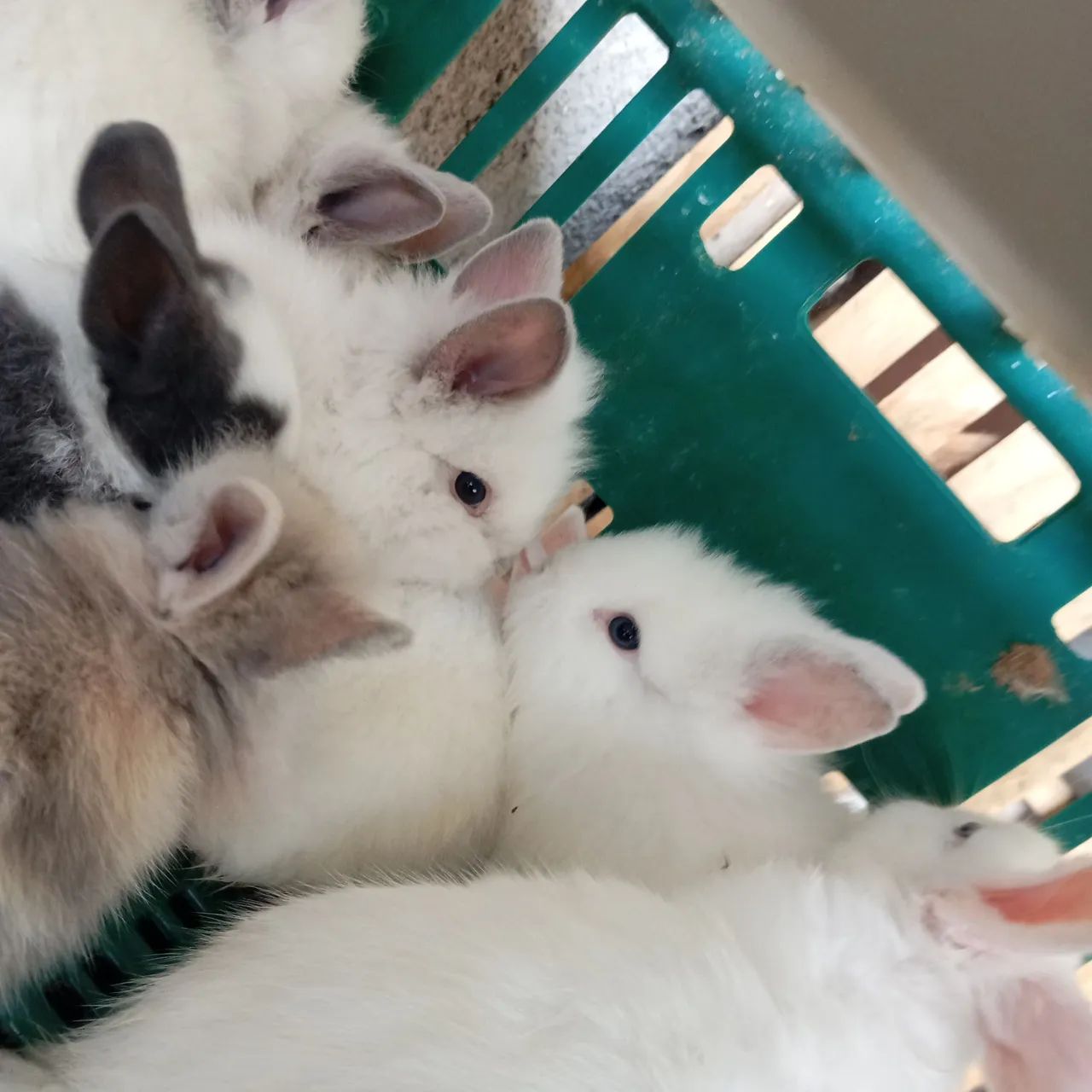 Hamster e coelhos  - Foto 4