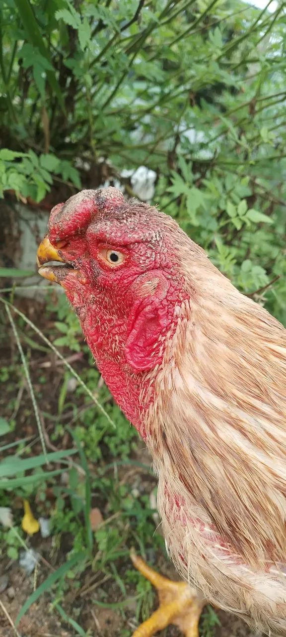 galo bico curto - Foto 3