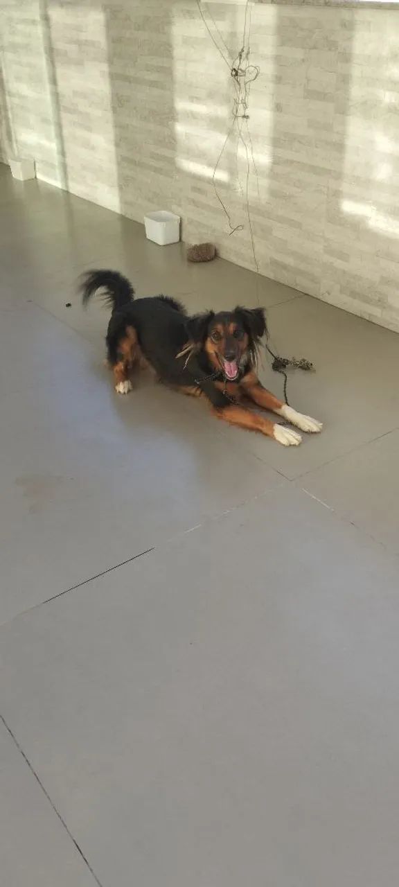 Doação de Cachorro Macho 