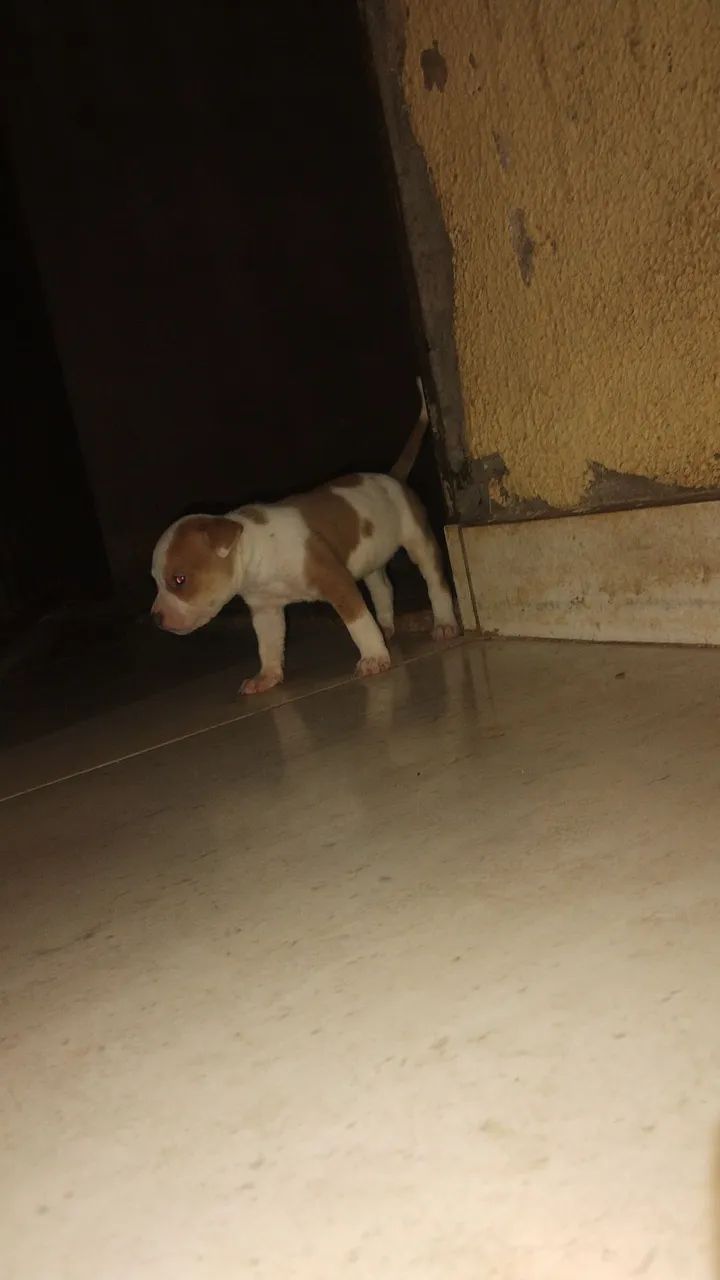 Pitbull filhote - Foto 5