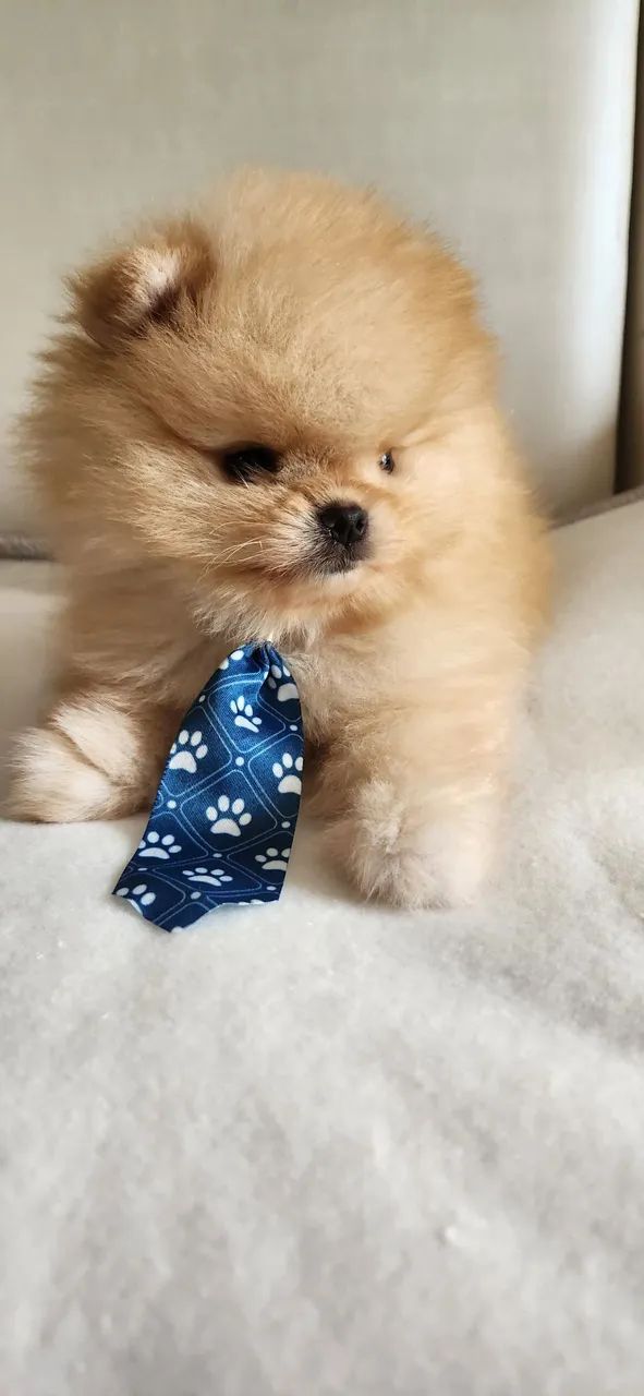 Lulu pomerania.  - Foto 2