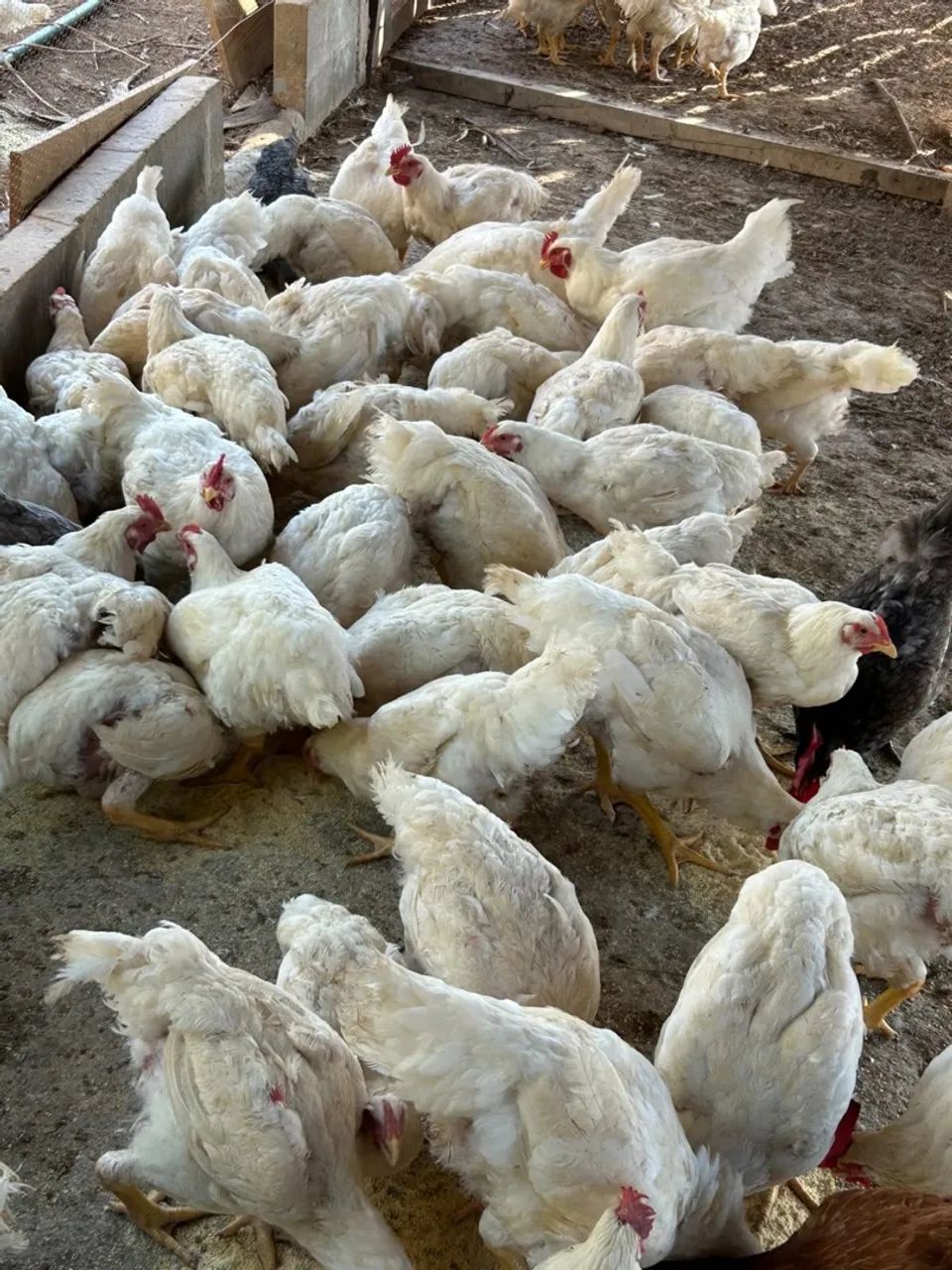 Frango de corte - Foto 2