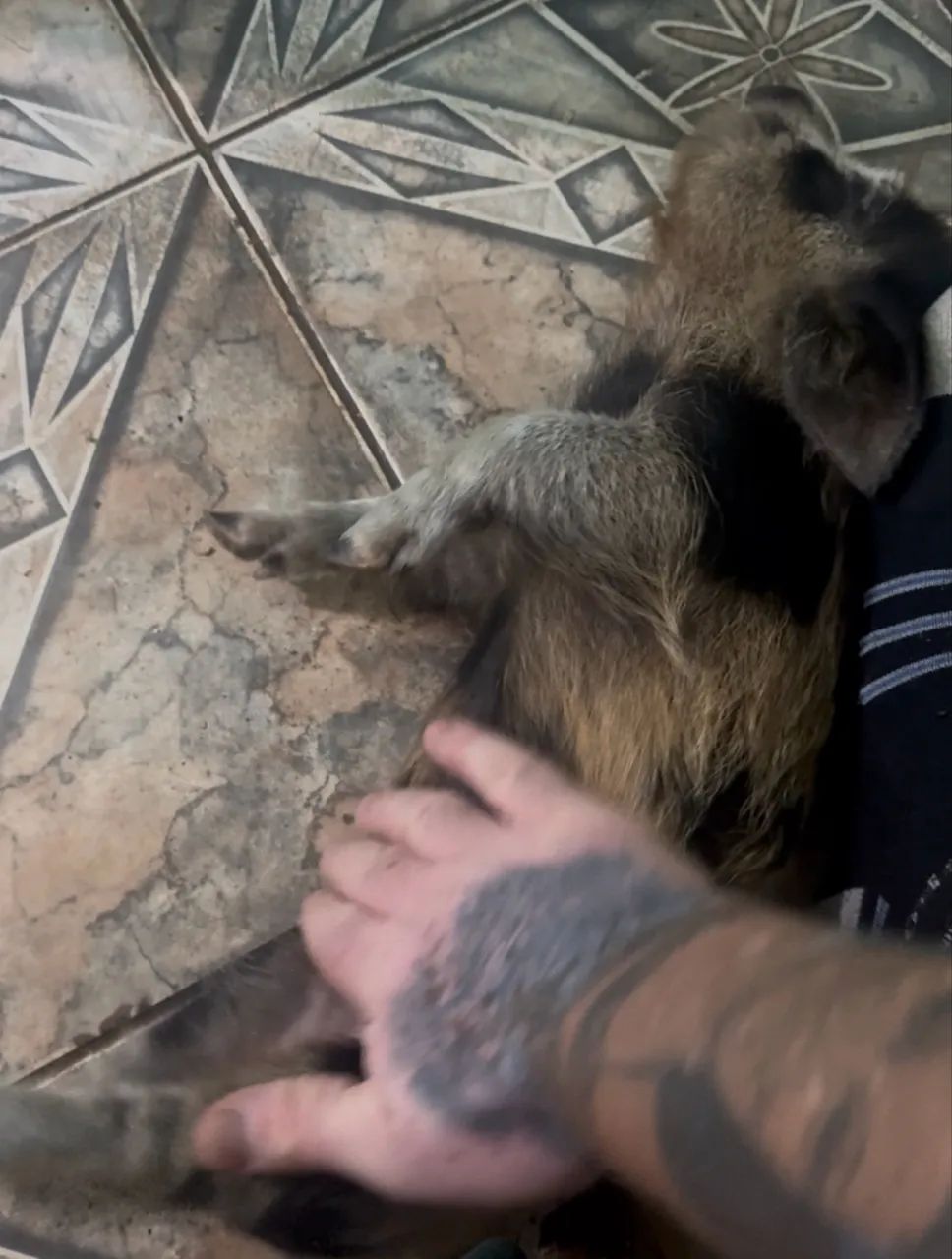 Mini / micro Pig  - Foto 2