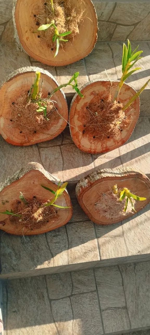 Orquídeas plantada na bolacha  - Foto 5