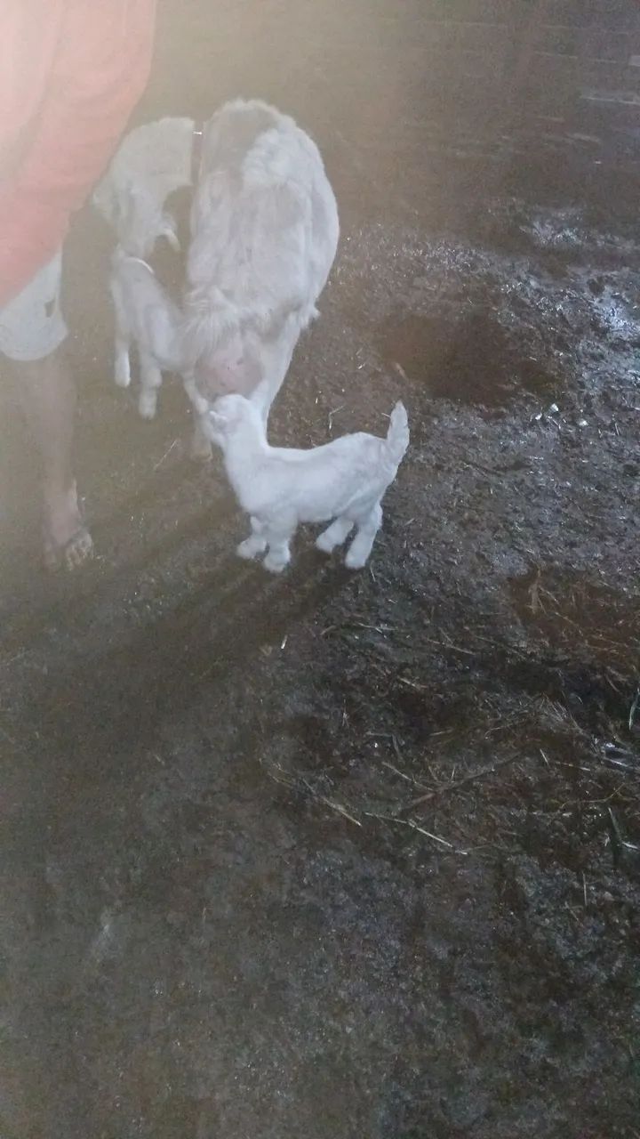 Mini cabrito, mini bode
