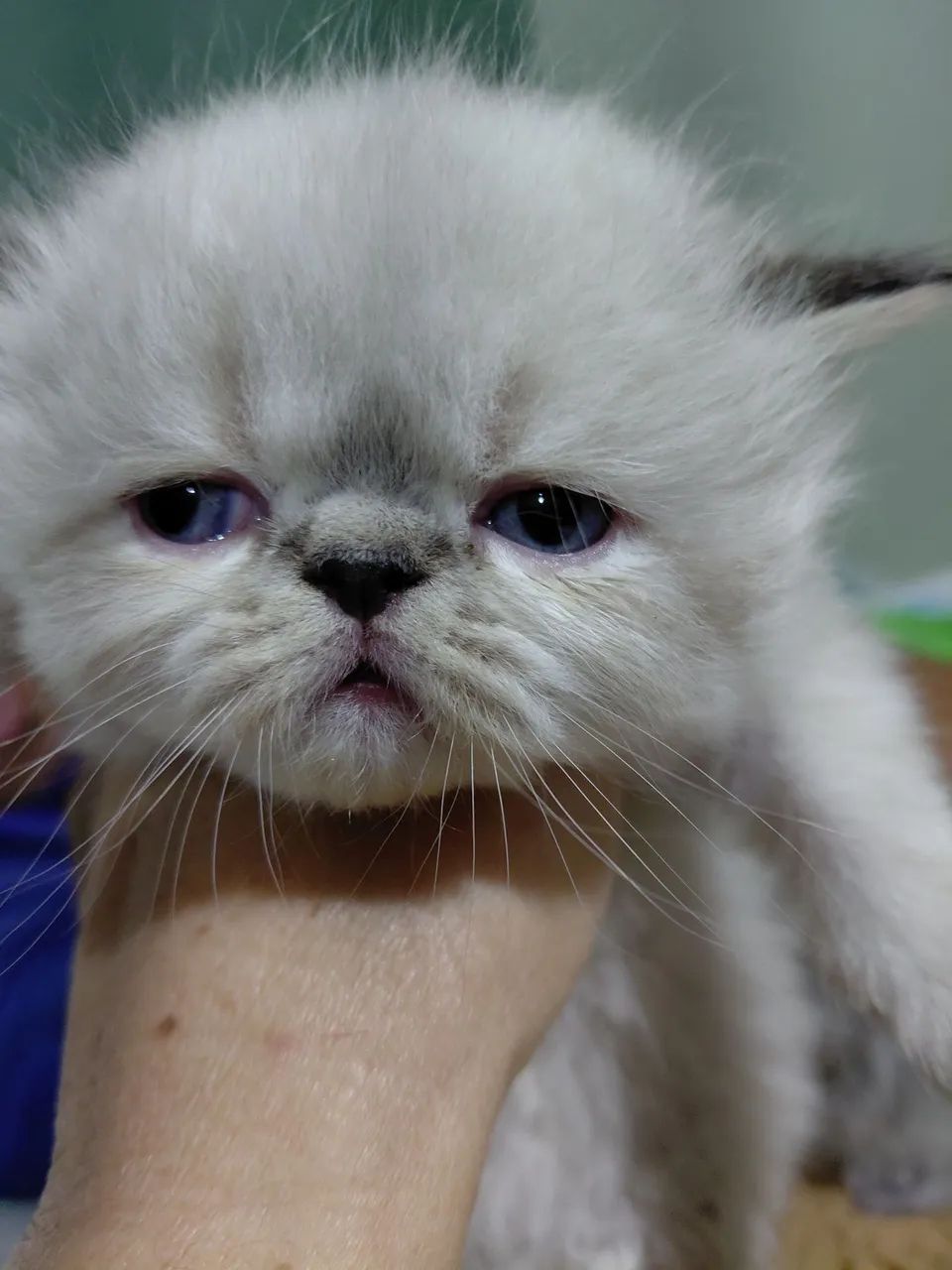 Gato Persa - Foto 2