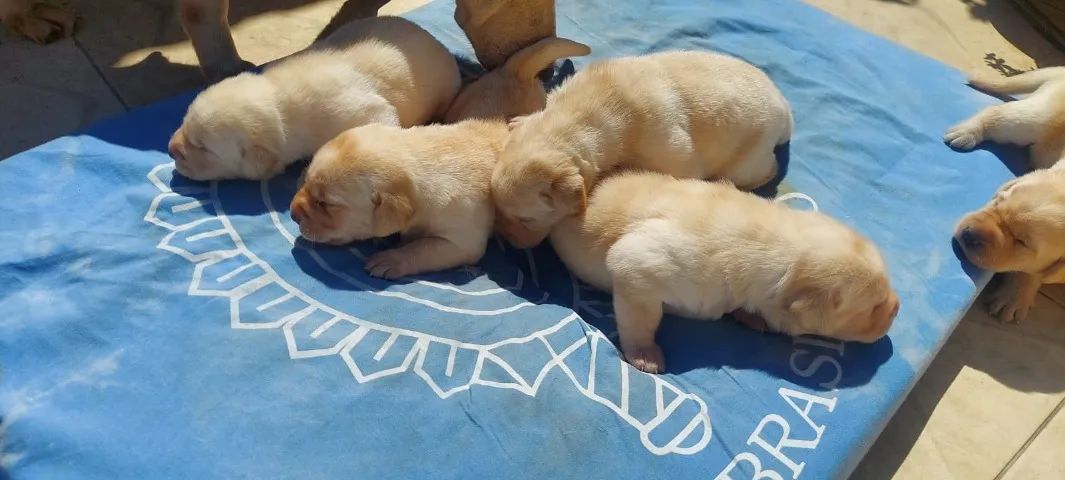 Filhotes de Labrador - Foto 4