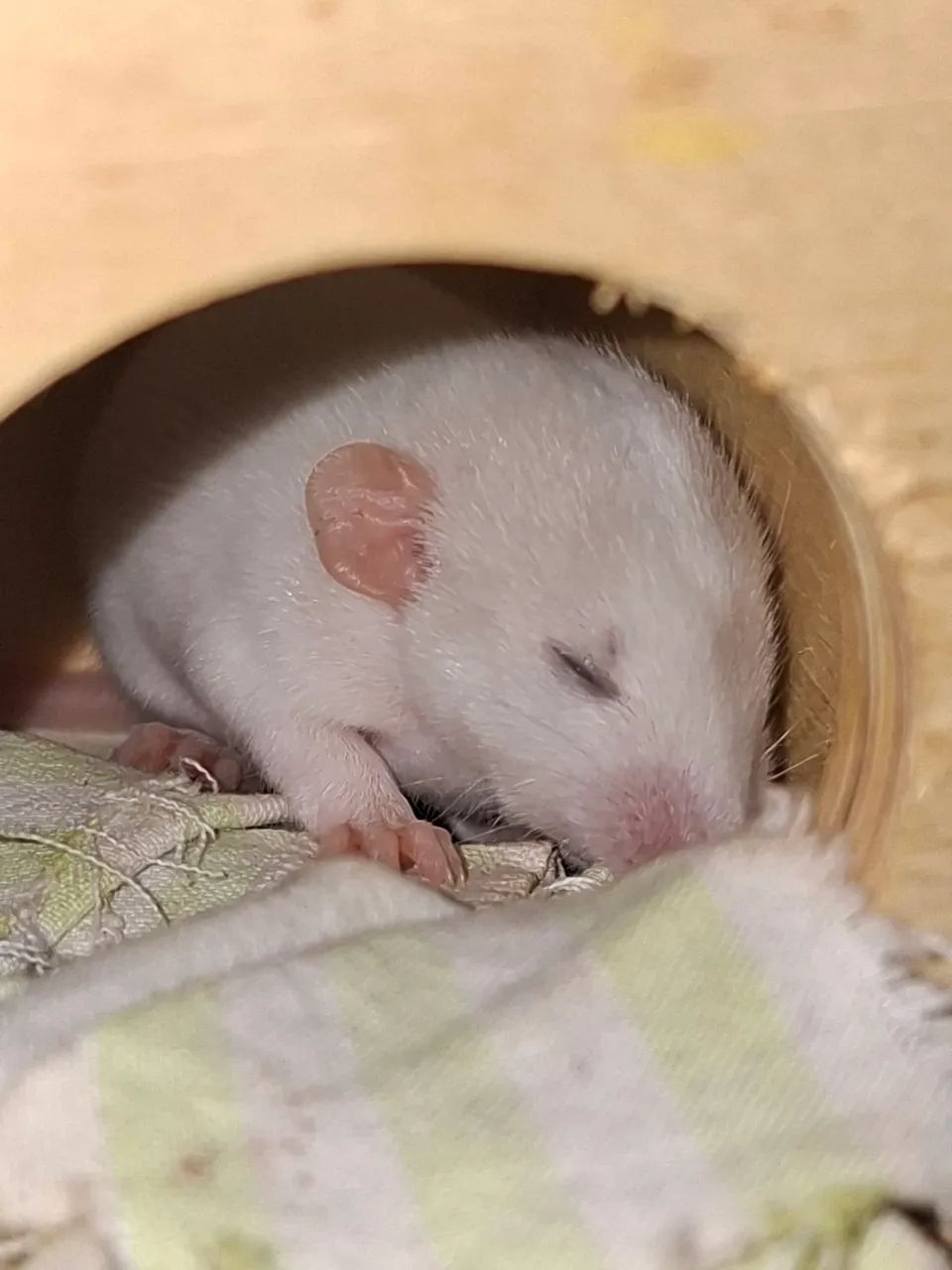 rato Twister  - Foto 4