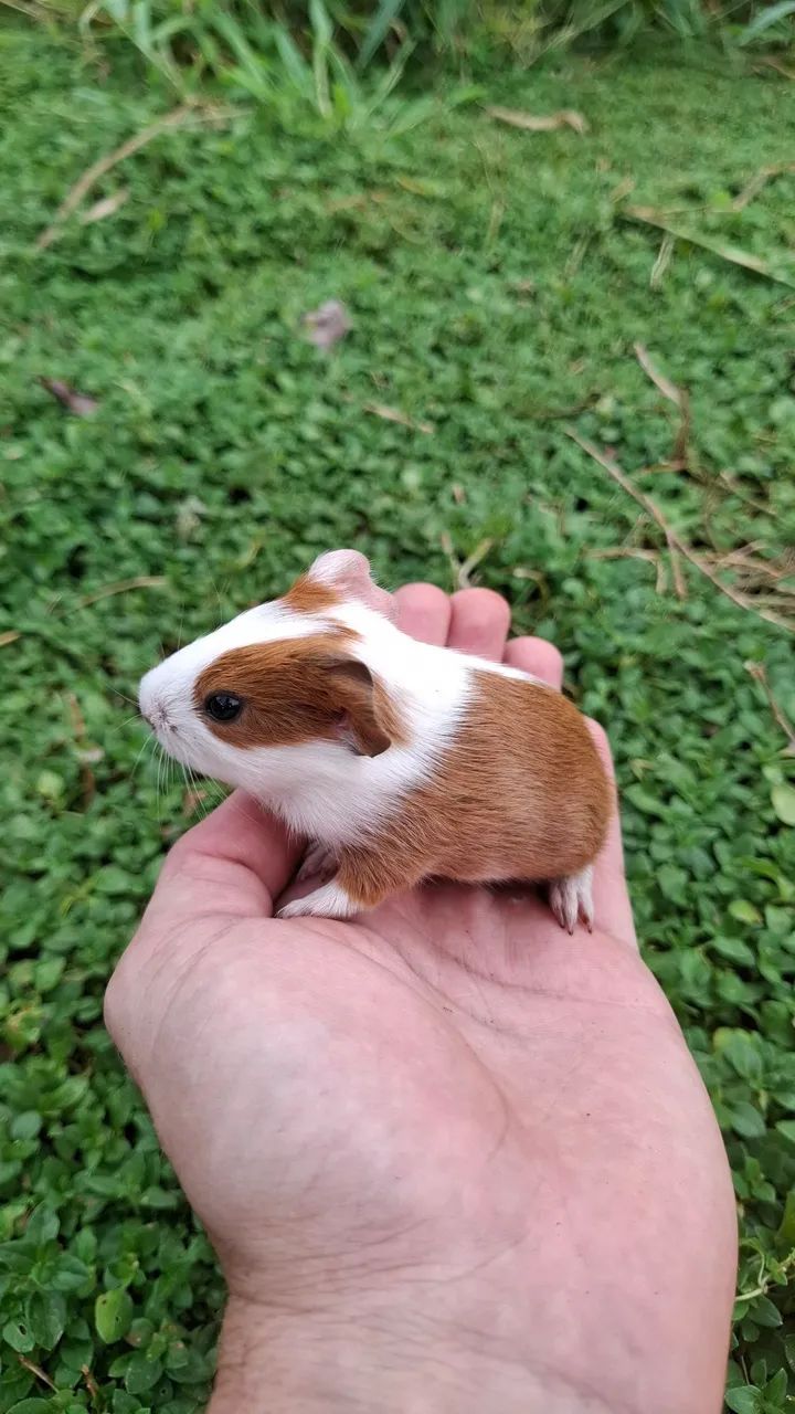 Caviário Paulina - Porquinhos da India - Foto 2